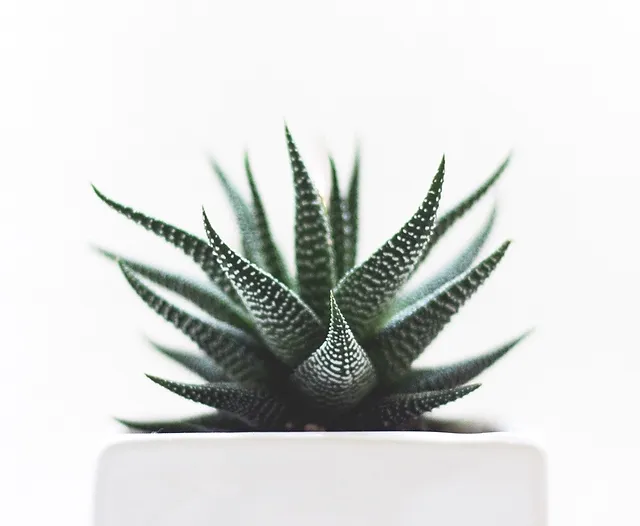 Healthcare And Wellness Red Lotus Holistic Center United States