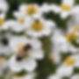 bee on white flower.jpg