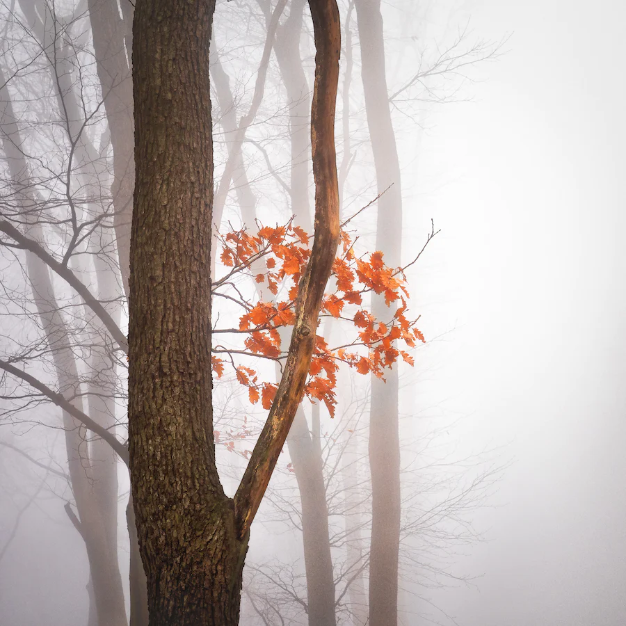 Orange Maple in Dornbach, Vienna, Austria