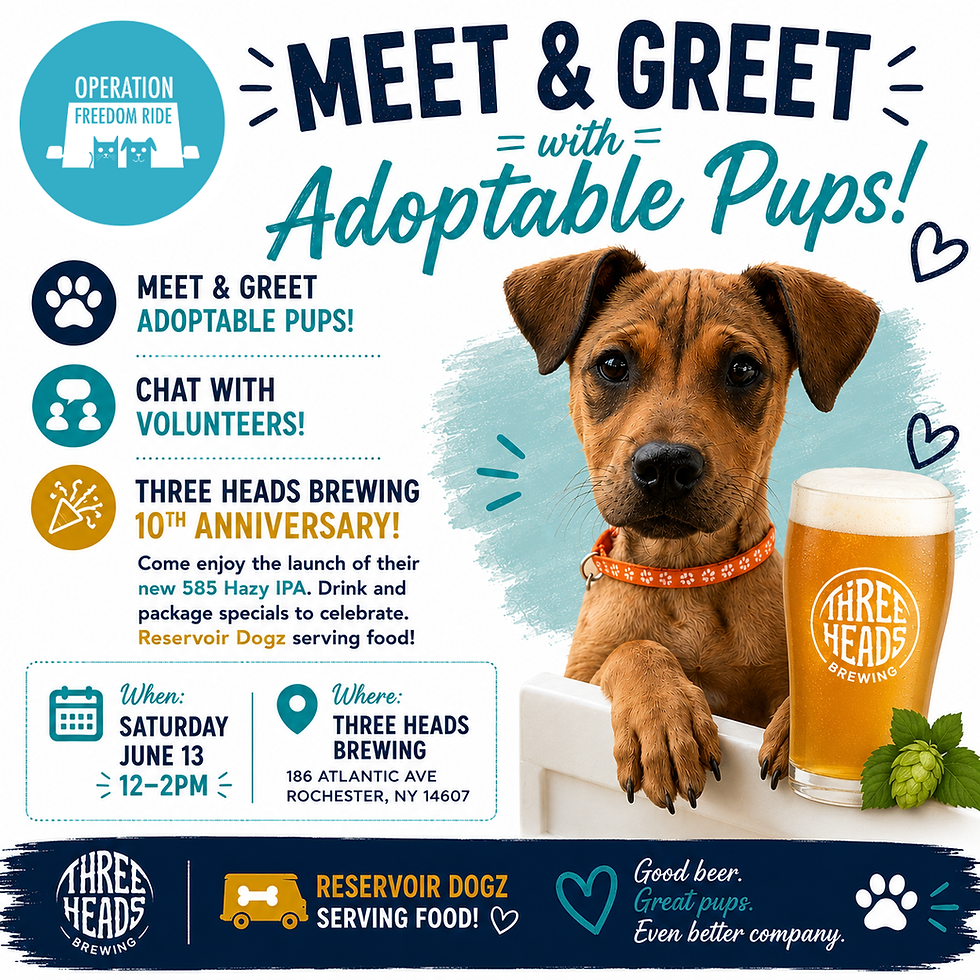 Adoptable Dog Meet & Greet