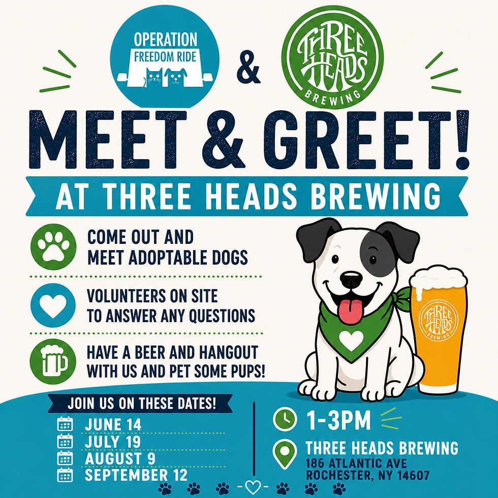 Adoptable Dog Meet & Greet