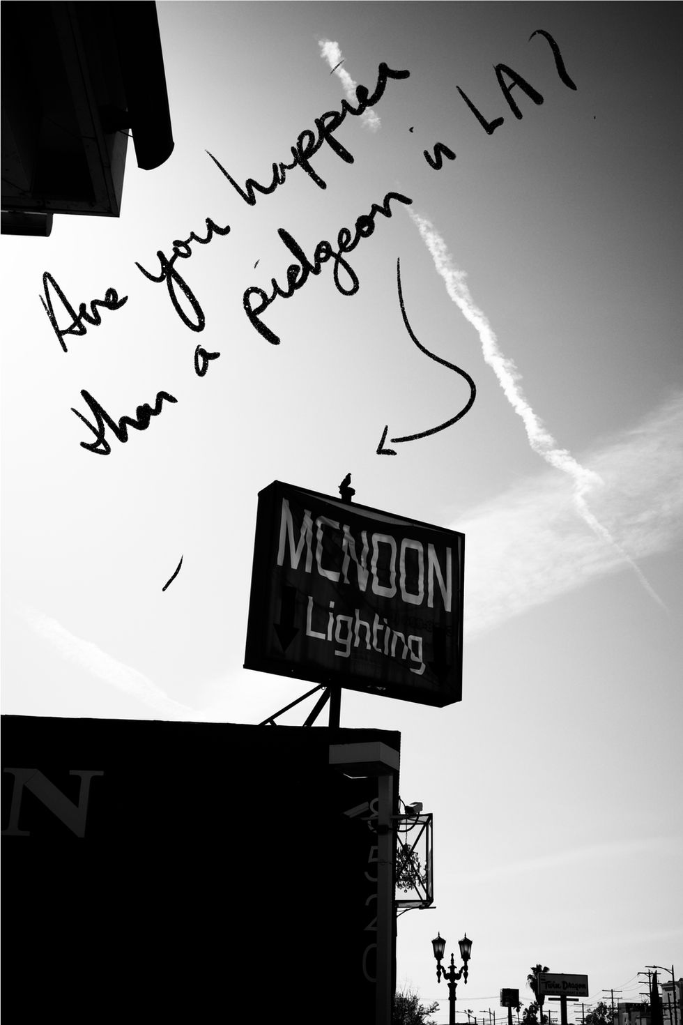 Are You Happier than a Pigeon in LA? 