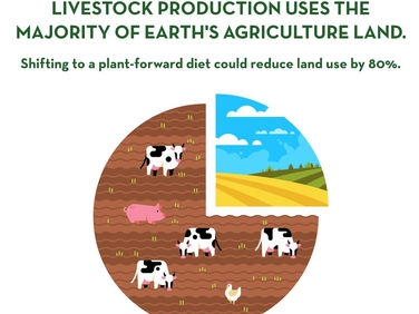 Diet : The Most Impactful Climate Action