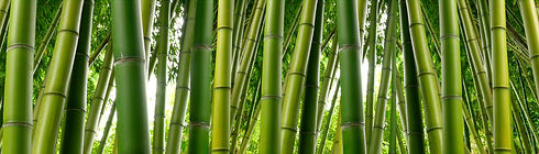AdobeStock_78977057.jpeg
