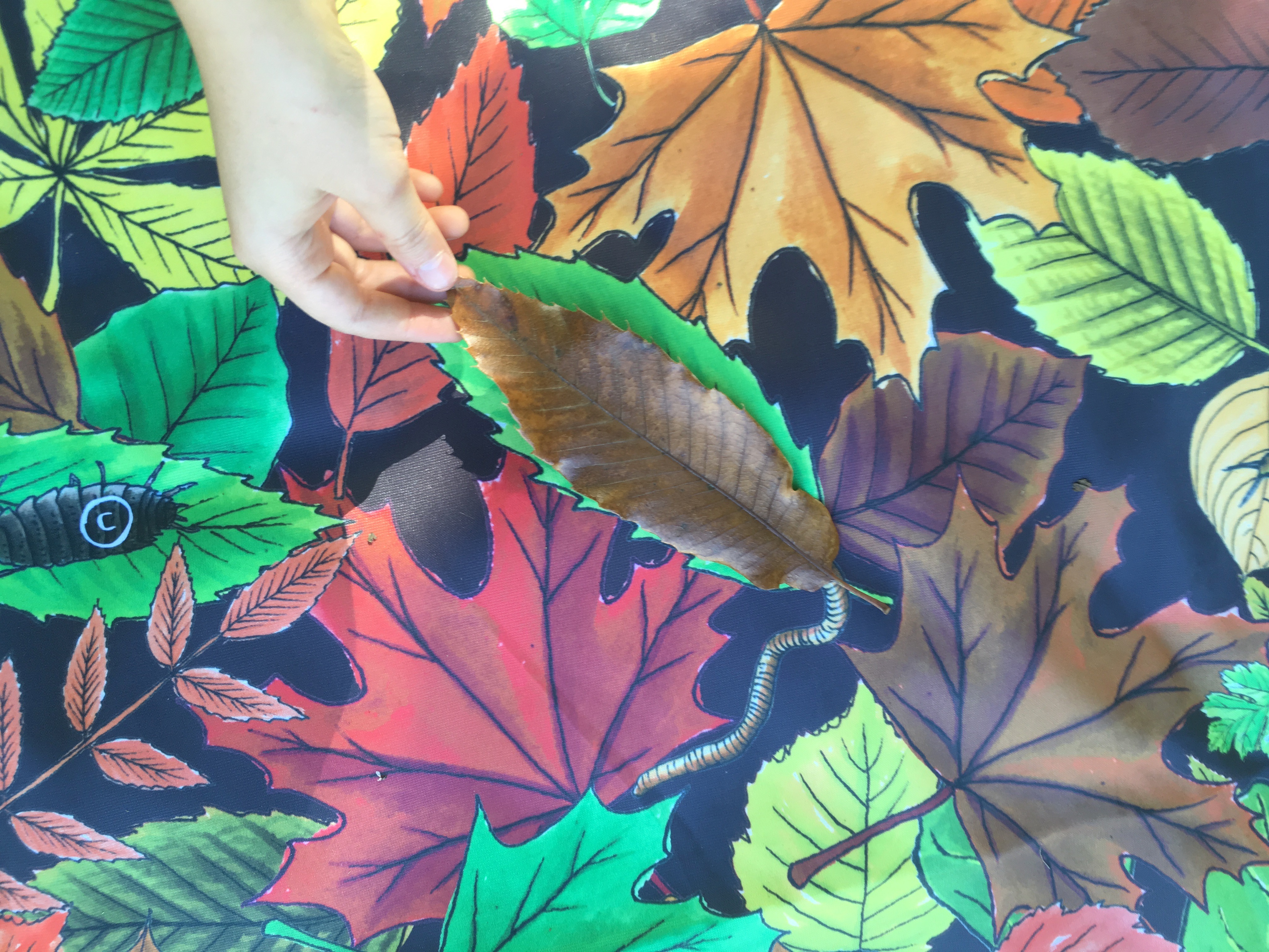 Retrouve la feuille