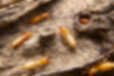 Termites are looking for food on the ground.The insects that damage the house.Close up ter