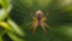 Close-up view of a Hawaiian garden spider on a web