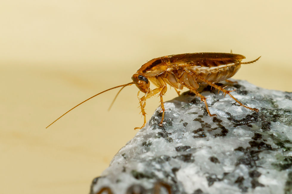 Close-up view of a roach on a clean kitchen counter