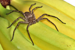 Closeup of the giant crab or banana spider Heteropoda venatoria (Araneae_ Sparassidae), a 