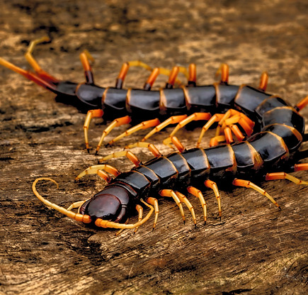 Scolopendra subspinipes piceoflava is a mostly very large centipedes._edited