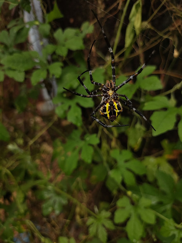 Argiope appensa is a spider that is usually found in Hawaii, Taiwan and New Guinea. in ind