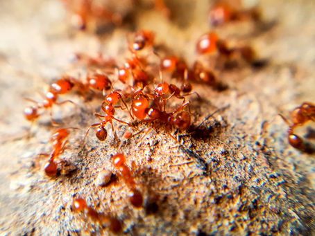 The Interesting World Of Ants, Tiny But Mighty.