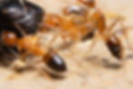 Macro Ghost Ant.jpg