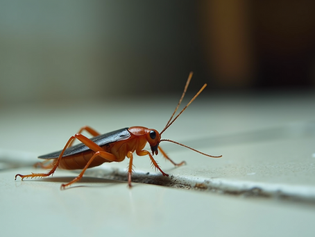 The Most Troublesome Pests You Might Encounter in Hawaii's Homes