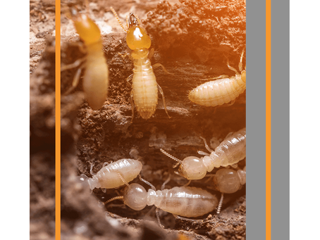 Termite Infestation Warning Signs And How To Help