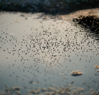 lots of mosquitoes on the stagnant water becomes a breeding ground for mosquitoes Aedes Ae