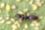 whitefeetants3.jpg