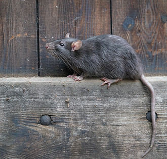 wild brown norway rat, rattus norvegicus, sitting on a board in a wooden wall