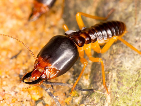 The Importance of Preventing Ground Termites on Your Property