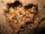 Colony of subterranean termites build nest beneath the tree bark..jpg