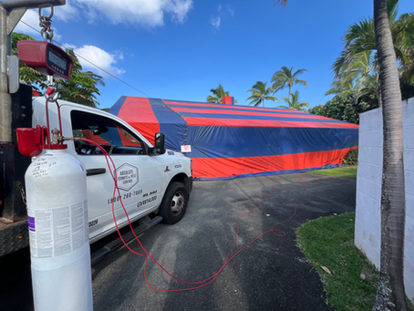 Termite Season In Hawaii, What You Should Know