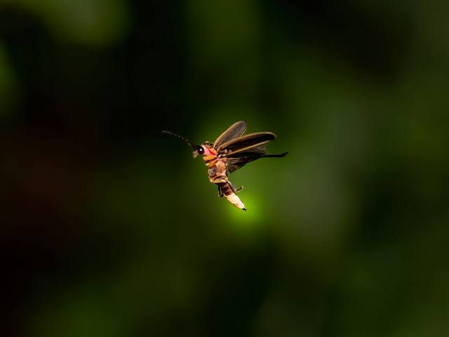 Close-up view of a glowing firefly resting on a green leaf at night