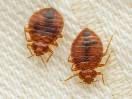 10 Warning Signs You Have a Bed Bug Infestation in Your Home