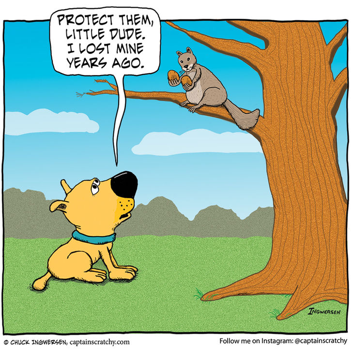 Dog has some advice for Mr. Squirrel
