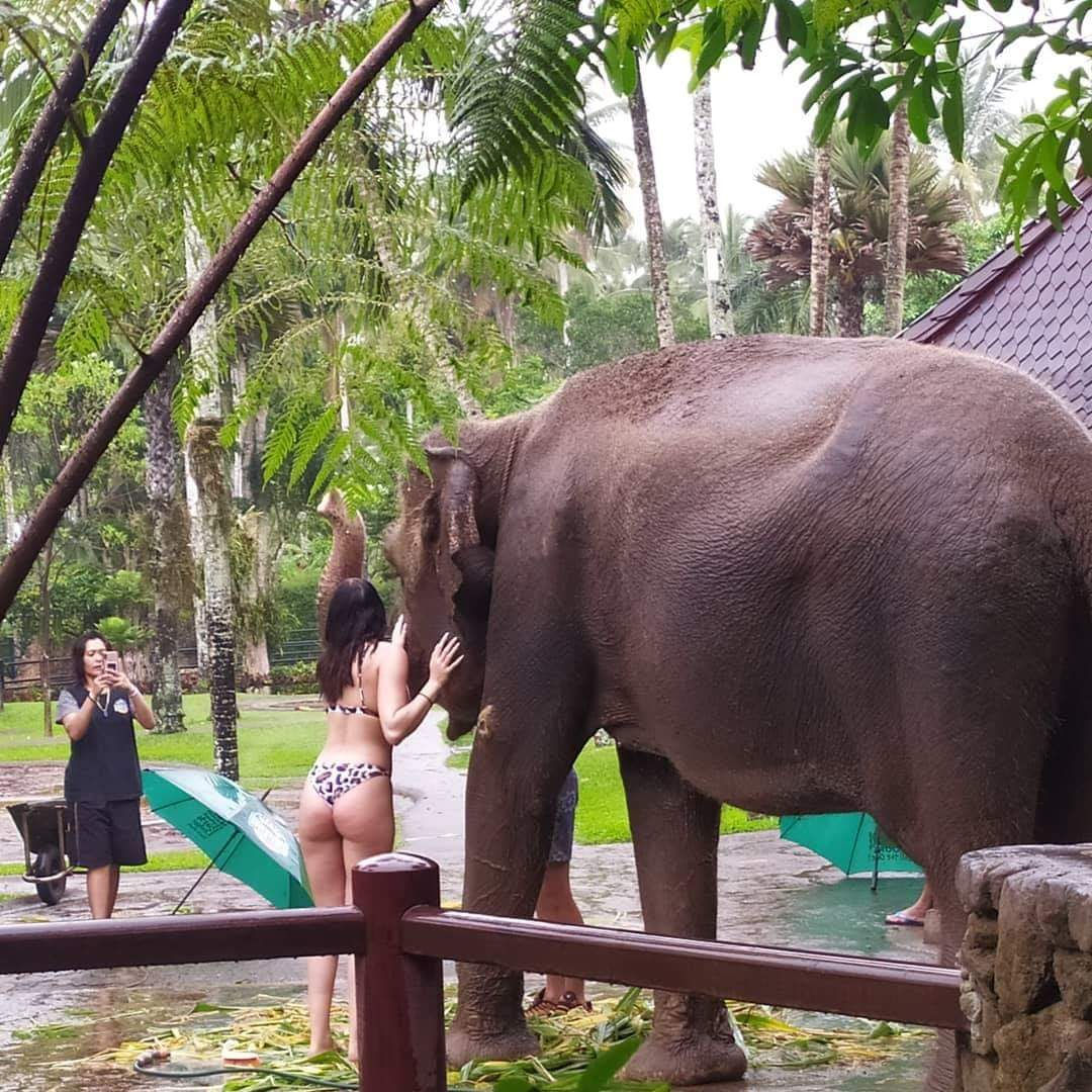 Bathe Wash Elephant + River Club