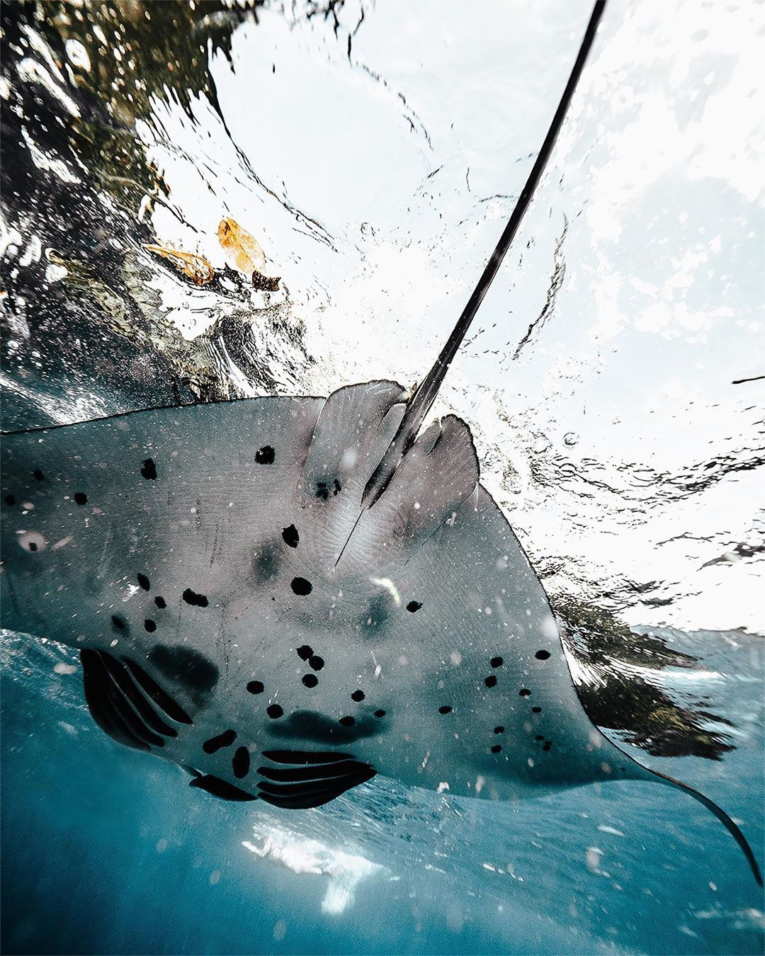 Swim with Manta & Visit Kelingking beach