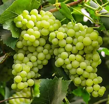 grapes.webp