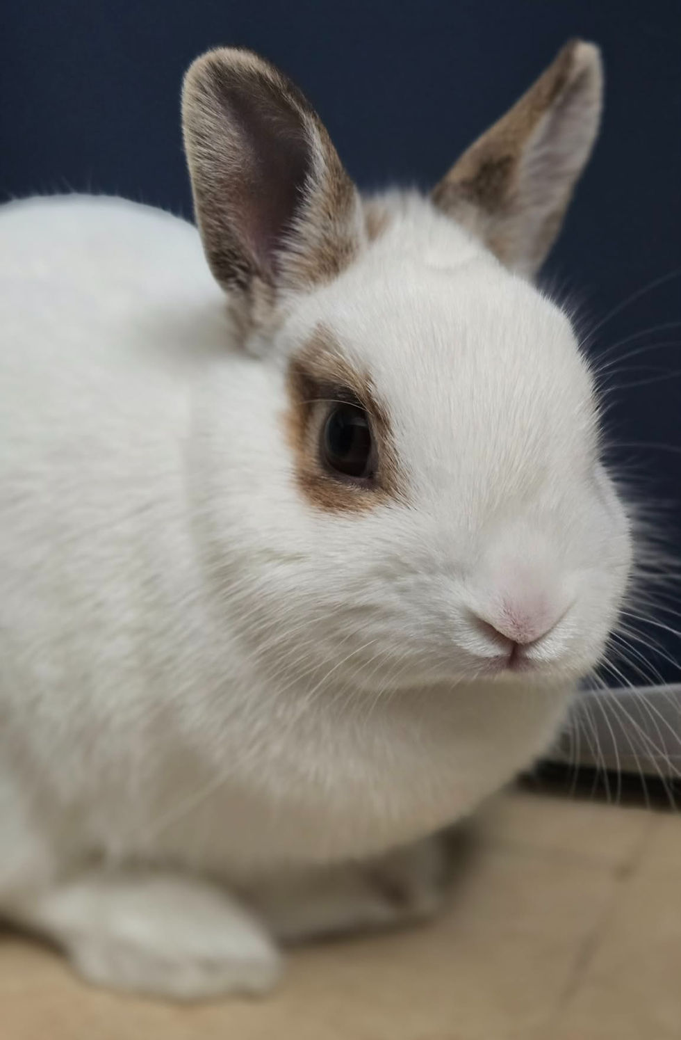 Shelly, petite lapine, cabinet d'hypnose et d'emdr dsa à saint-nazaire