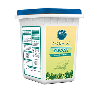 7. Yucca.png