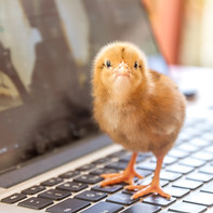 cute chick on laptop keyboard, cooperation technology environment friendly concept.jpg
