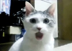 tumblr_n4f2rhFzgC1tvnszbo2_250.gif
