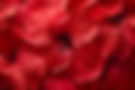hibiscus rouge