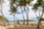 Plage de Pompierre avec ses grands cocotiers vue sur la mer.