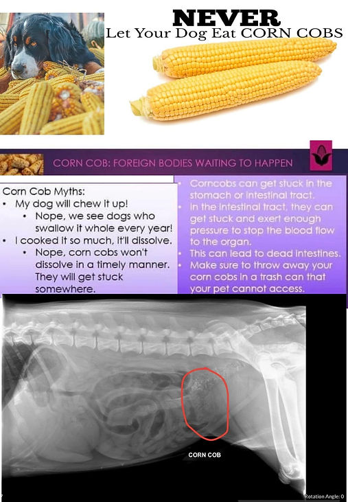 No Corn Cobs.jpg