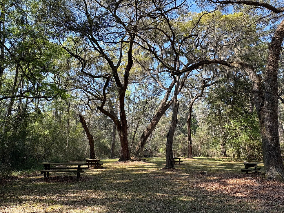 Picnic area at Old Sheldon Church Sheldon, South Carolina