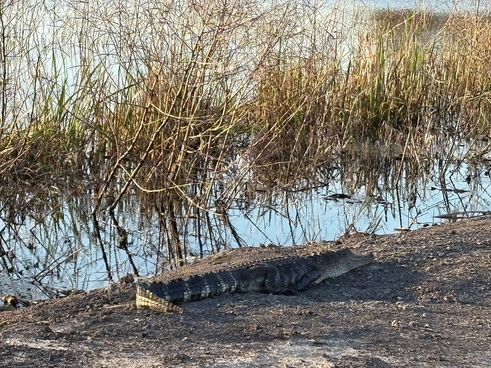 Small American Alligator sunning on the marsh bank