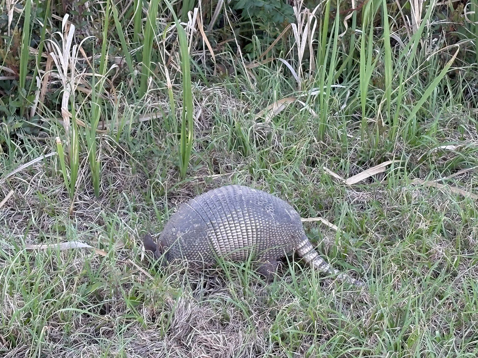 Nine-banded Armadillo foraging near a marsh bank