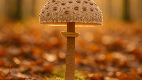 Der Parasolpilz – Der Riese der Wiesen