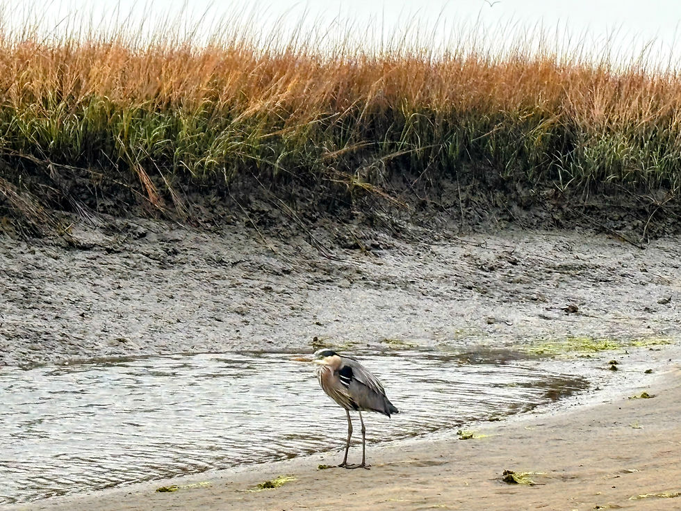 Great Blue Heron weathering storm at Boyds Creek near Tuten's Landing