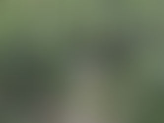 Essential Tips for Avoiding Poisonous Plants While Hiking in South Carolina