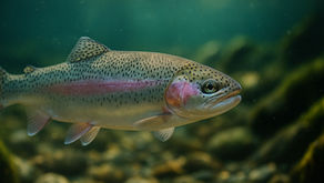 Eine Regenbogenforelle (Oncorhynchus mykiss) schwimmt in klarem Gebirgswasser über einem steinigen Grund. Ihr Körper glänzt silbern mit einem rosafarbenen Streifen entlang der Flanke und feinen schwarzen Punkten auf Rücken und Flossen. Sonnenlicht dringt durch das Wasser und lässt ihre Schuppen schimmern.