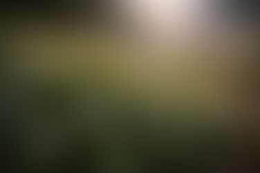 Blooming wild garlic with dew-covered leaves in the foreground, while a mother bear with four cubs walks through a misty meadow in the background.