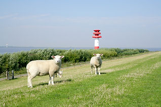 Schafe auf dem Deich, im Hintergrund ein Leuchtturm