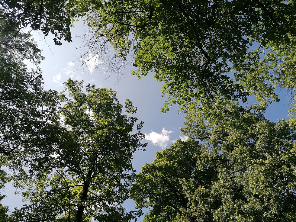 tree pic sky.jpg