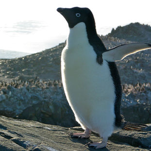 Pingu: Far From Home