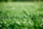 fresh-leaves-of-young-green-grass-taken-close-up-o-2023-11-27-05-33-28-utc.jpg